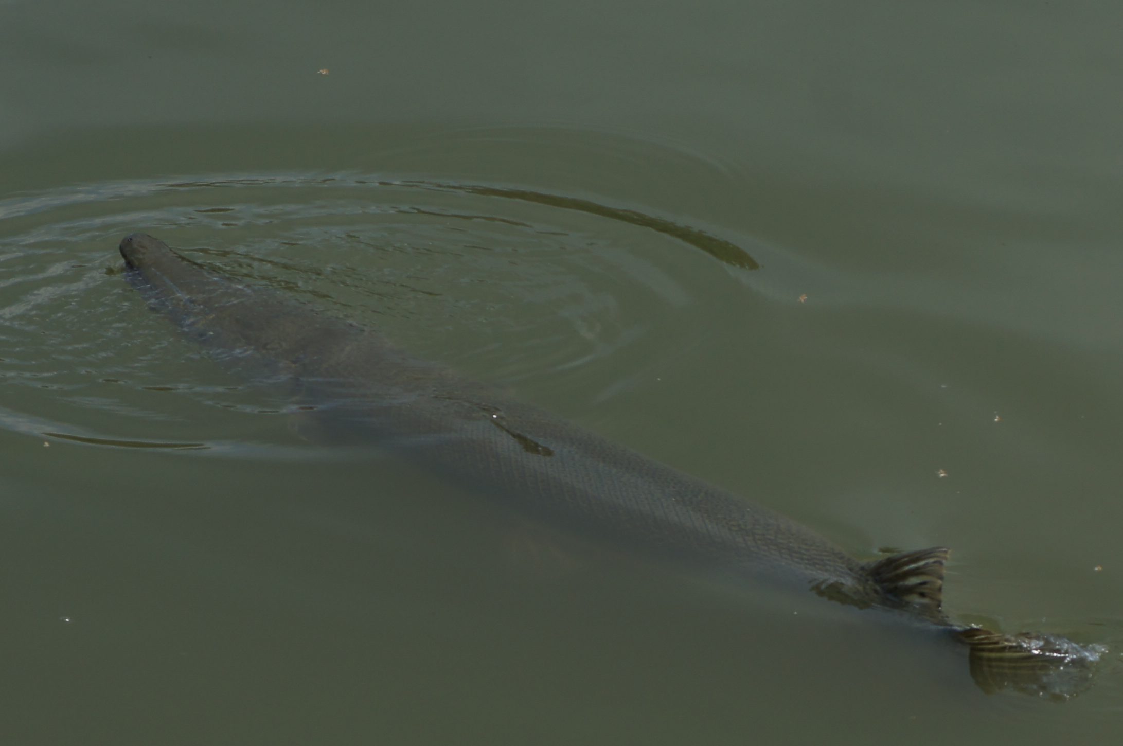 Alligator Gar, Resaca Rancho Viejo, Texas